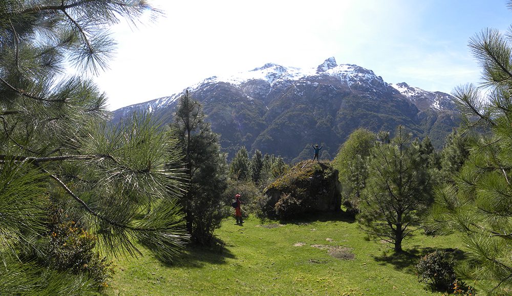Bosque